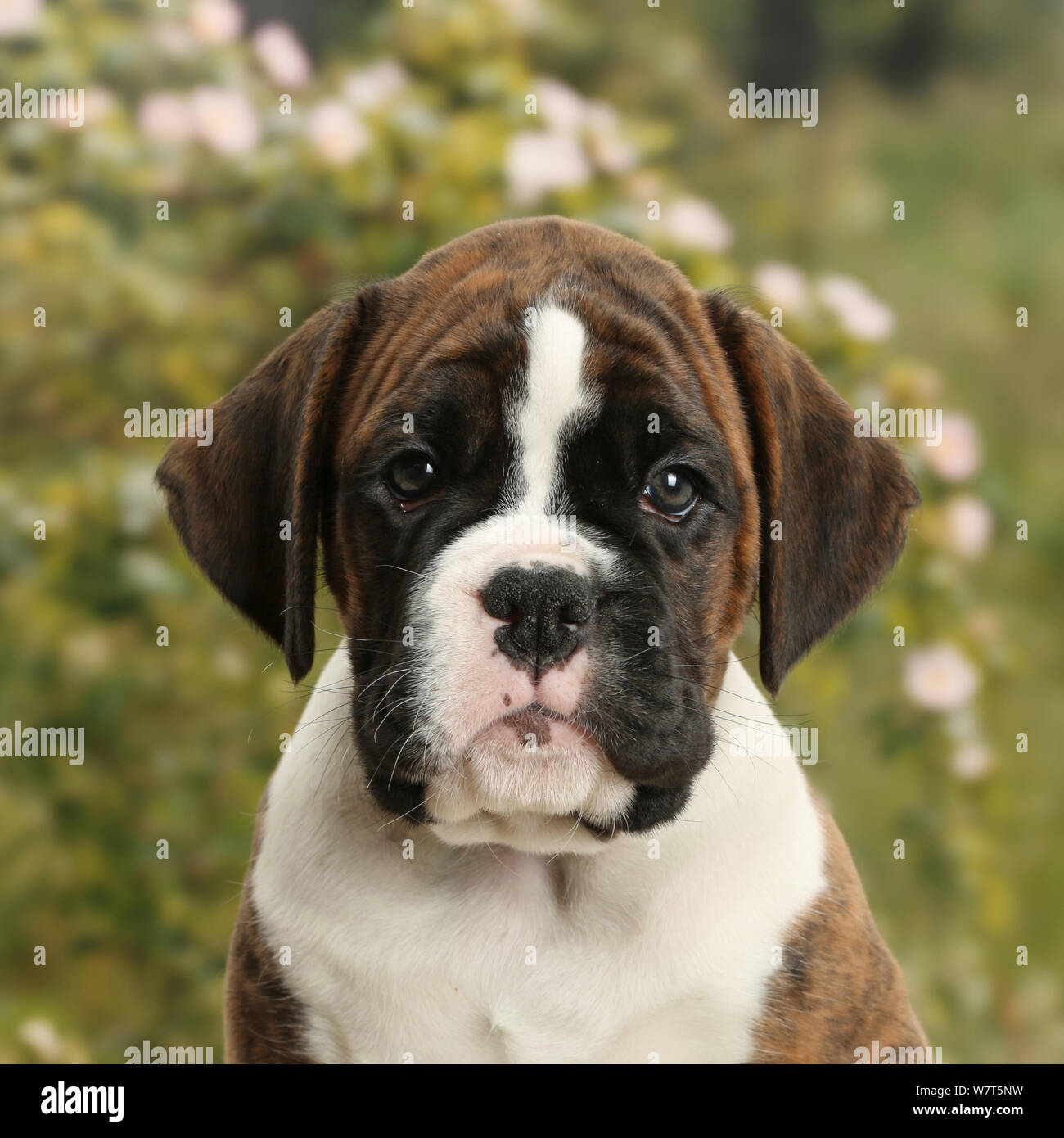 Boxer cachorro, 8 semanas. Foto de stock