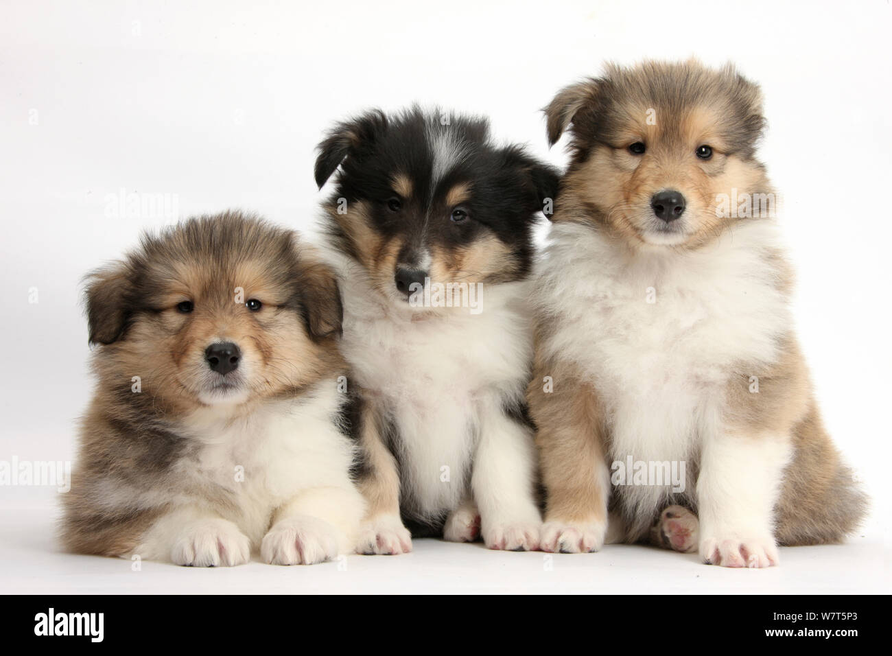 Tres Rough Collie cachorros, 7 semanas Fotografía de stock - Alamy