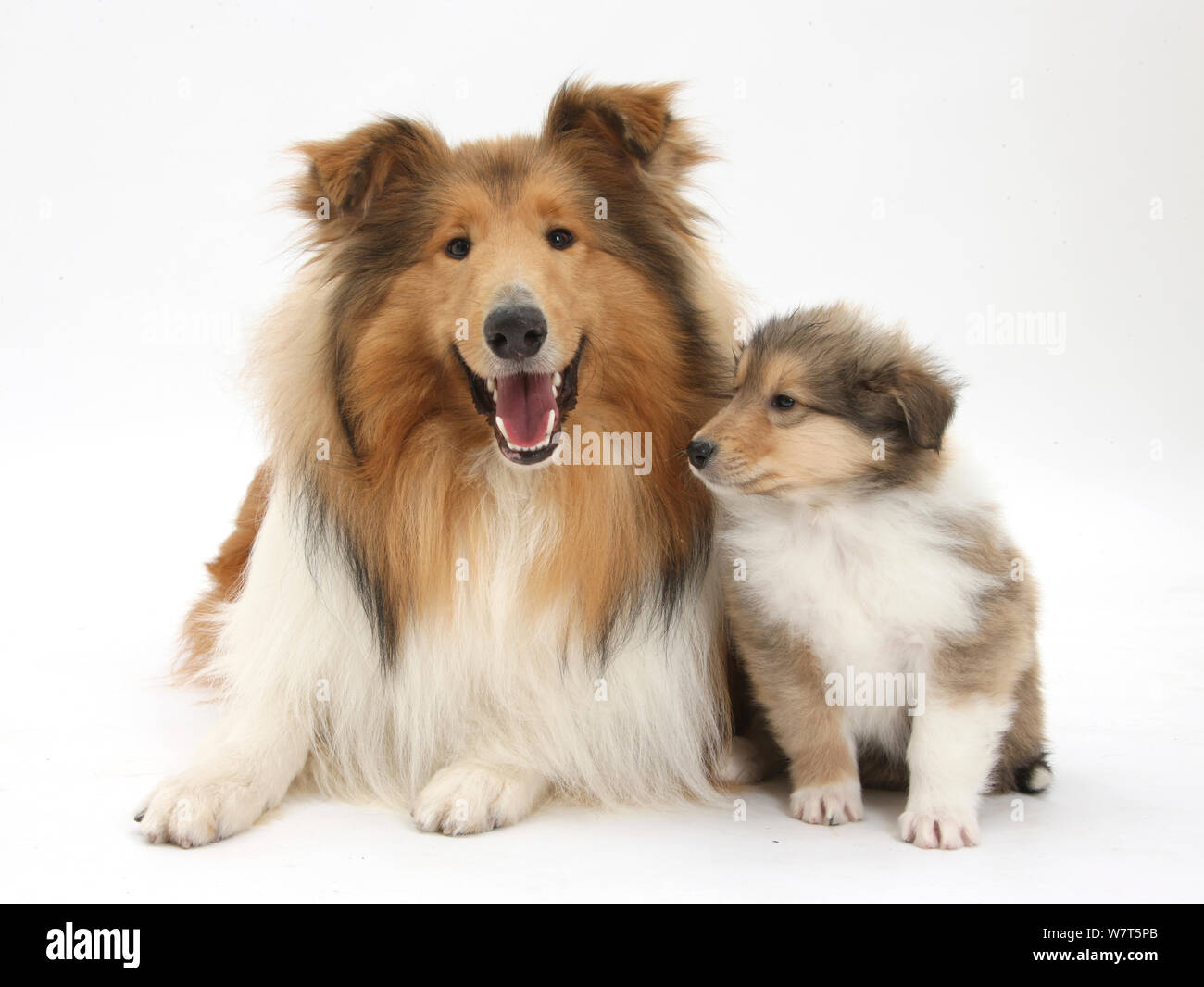 Sable Rough Collie, perros y cachorros, 7 semanas Fotografía de stock -  Alamy
