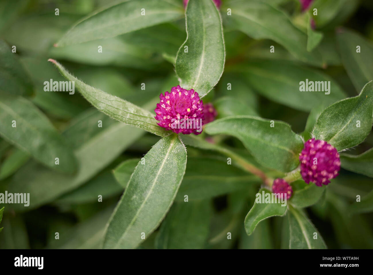 Flores de color magenta Gomphrena globosa planta Foto de stock