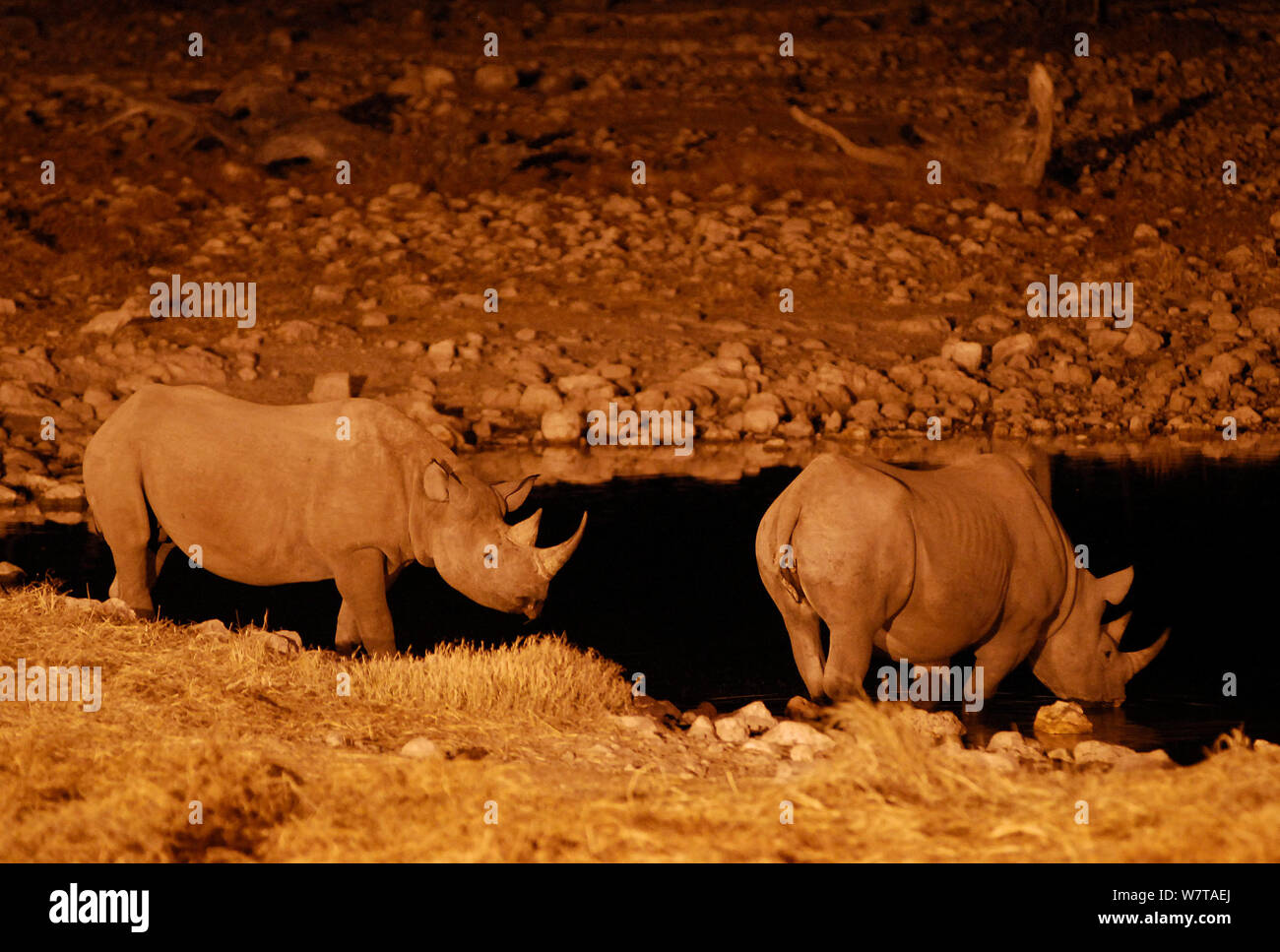 Rinocerontes negros (Diceros bicornis) al orificio de agua durante la noche, tomadas con infrarrojos Okaukuejo pan, el Parque Nacional Etosha, en Namibia. Las especies en peligro de extinción. Foto de stock