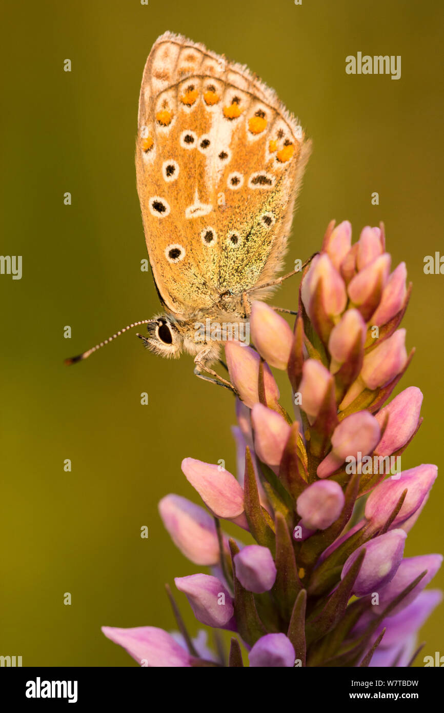Mariposa Azul común (Polyommatus icarus) en flor, Fontmell abajo, Dorset, Reino Unido, junio. Foto de stock