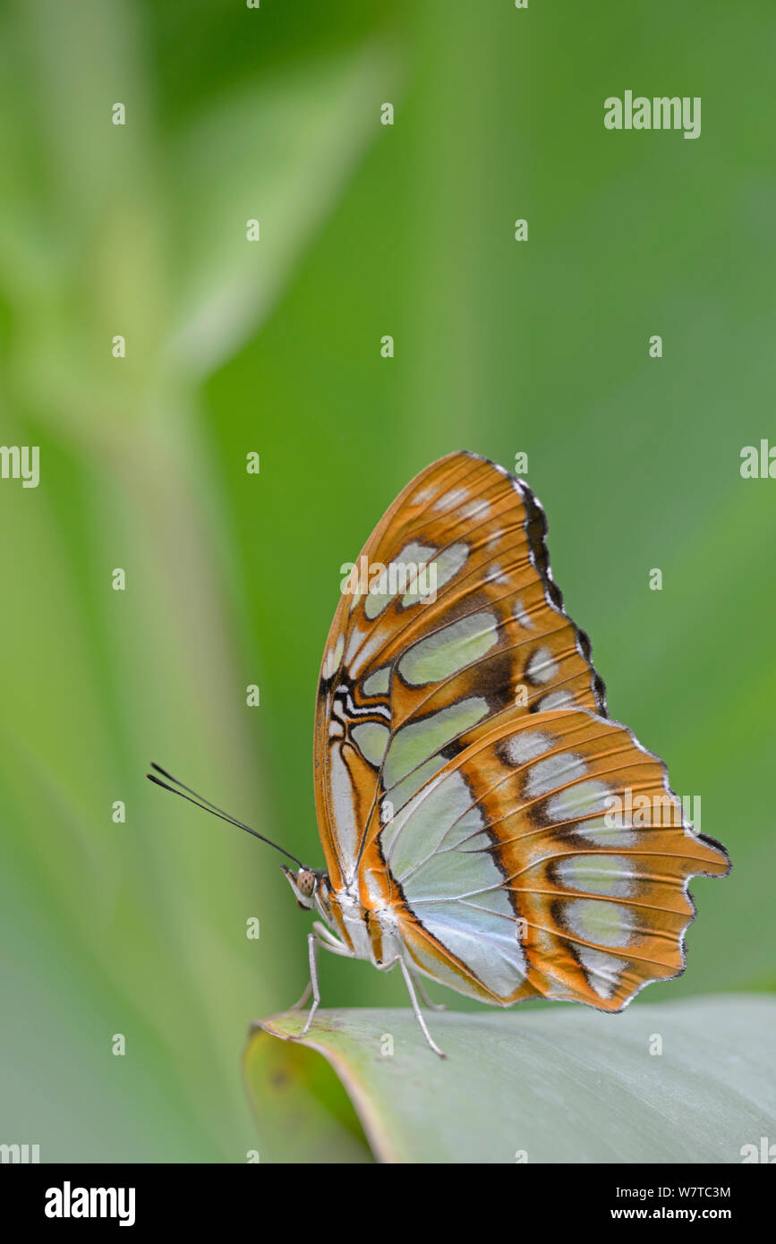 Malaquita Butterfly (Siproeta stelenes) en una granja de mariposas, nativo de América Latina. Foto de stock