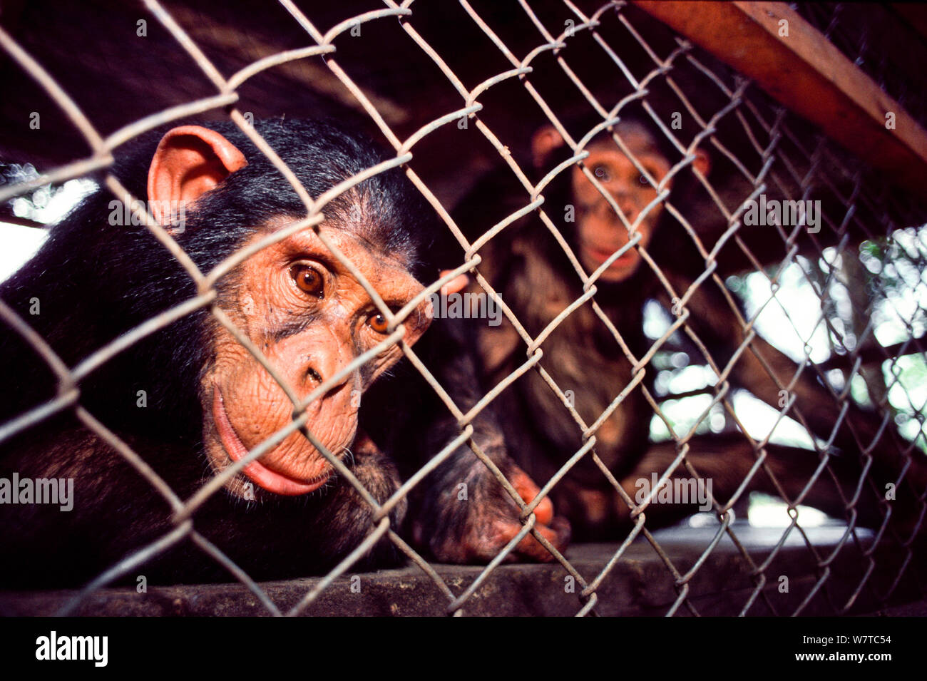 Chimpancés orientales (Pan troglodytes schweinfurthii) menores en jaula, confiscados a los cazadores furtivos, alojados en Epulu, la Reserva de Fauna Okapi, provincia Orientale, Nordeste, República Democrática del Congo. Foto de stock