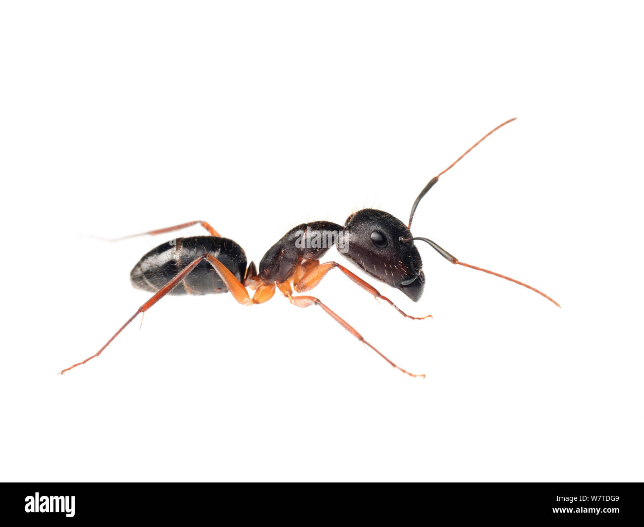 Carpenter ant (siendo Camponotus sp.), Sorocaba, São Paulo, Brasil. Proyecto Meetyourneighbors.net Foto de stock