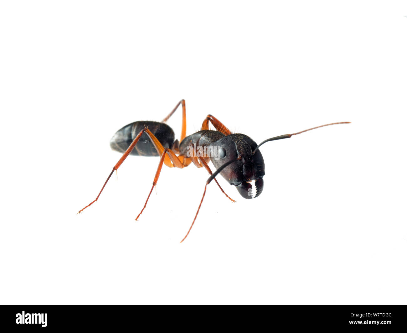 Carpenter ant (siendo Camponotus sp.), Sorocaba, São Paulo, Brasil. Proyecto Meetyourneighbors.net Foto de stock
