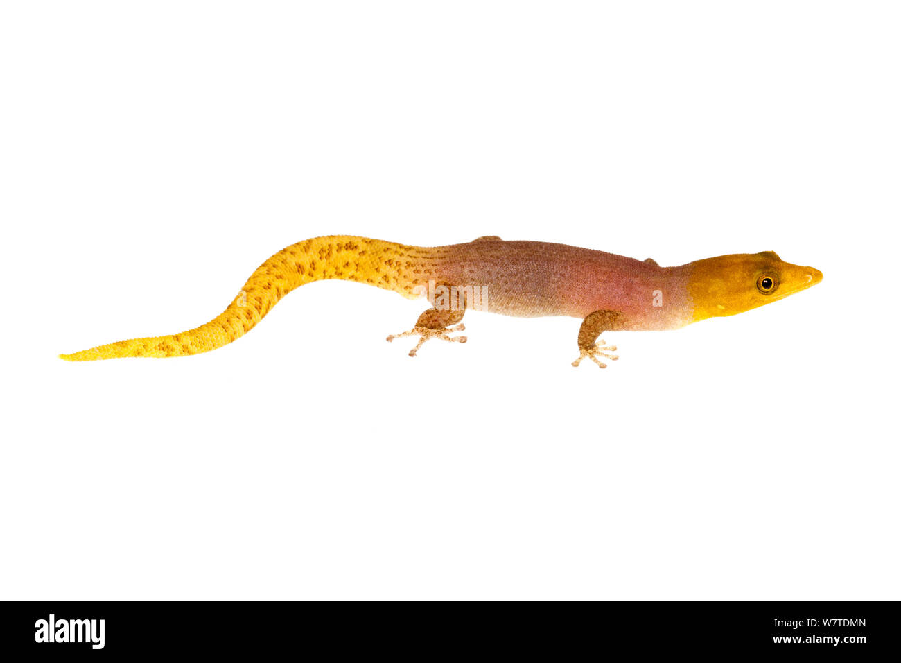 Homolepis Sphaerodactylus Isla Colón, Panamá. Proyecto Meetyourneighbors.net Foto de stock