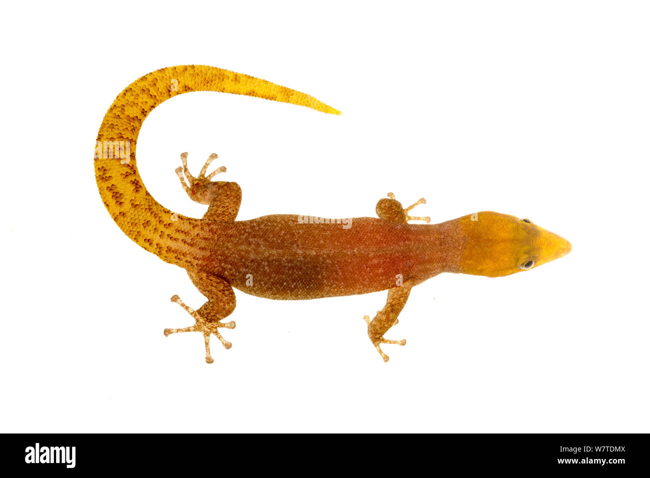 Homolepis Sphaerodactylus Isla Colón, Panamá. Proyecto Meetyourneighbors.net Foto de stock