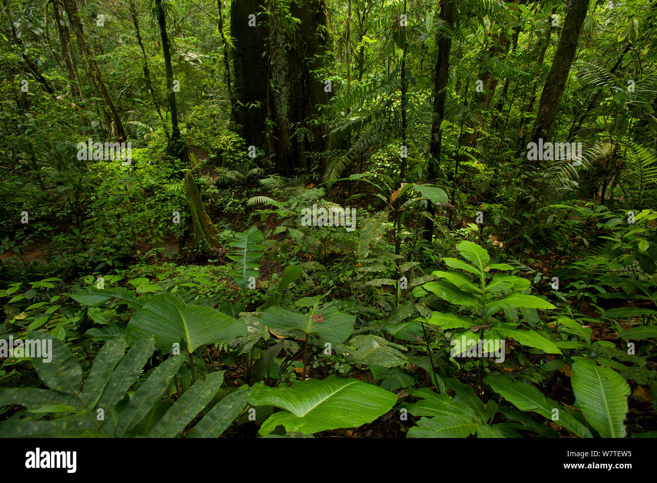 Interior del bosque lluvioso de bajura "terra firme" en la estación de Biodiversidad Tiputini, provincia de Orellana, Ecuador, en julio. Foto de stock