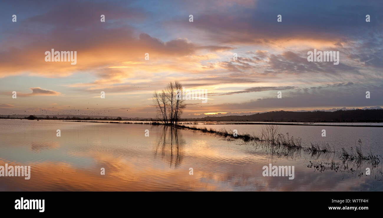 Panorama de las aguas al amanecer, el Rey&#39;s juncia Moor cerca Othery, niveles de Somerset, Somerset, Reino Unido. De enero de 2014. Compuesta digital, un archivo más grande disponible. Foto de stock