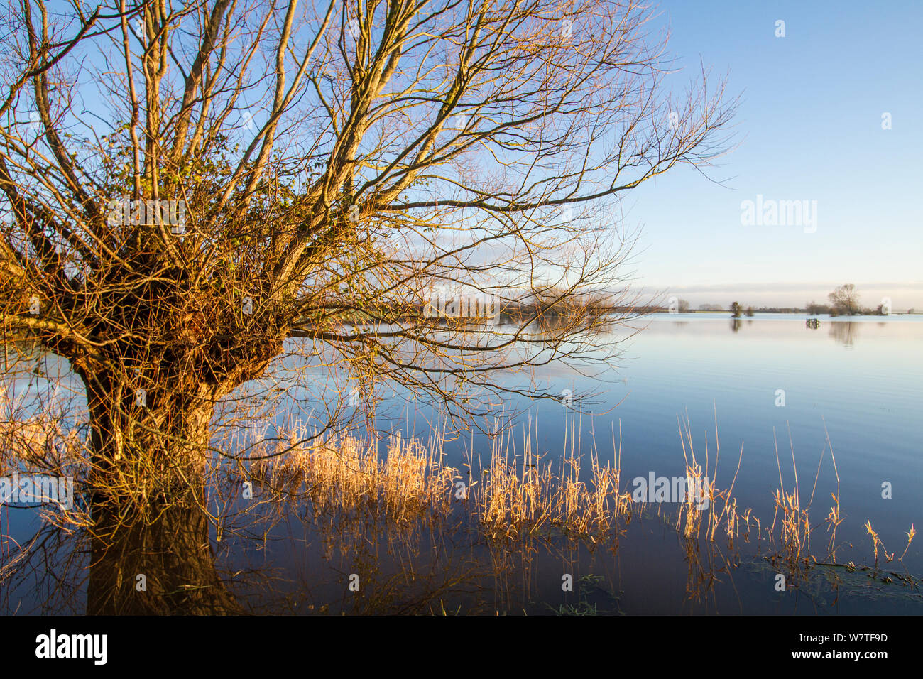 Un sauce y reedgrass en calma las aguas en tierras agrícolas en West Sedgemoor, cerca de Stoke St Gregory. Somerset, Reino Unido. Enero de 2014 Foto de stock