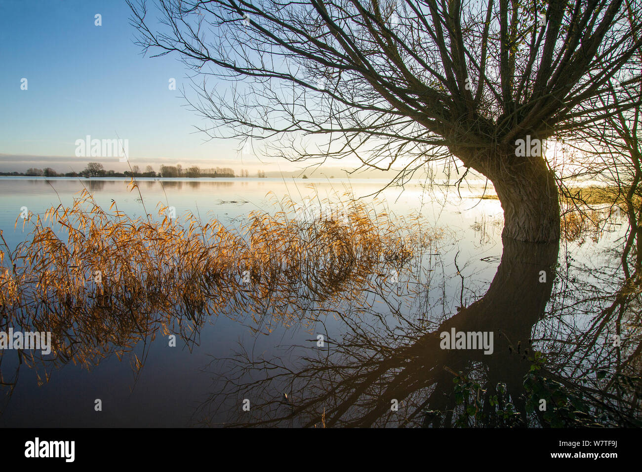 Un sauce y reedgrass en calma aguas de inundaciones en las tierras agrícolas en West Sedgemoor cerca de Stoke St Gregory. Somerset, Reino Unido. Enero de 2014 Foto de stock