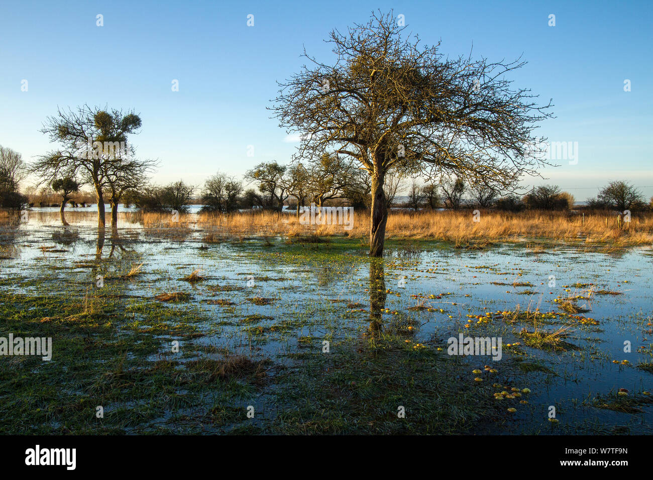 Apple huerto cerca de Burrowbridge inundadas. Los niveles de Somerset, Somerset, Reino Unido. De enero de 2014. Foto de stock