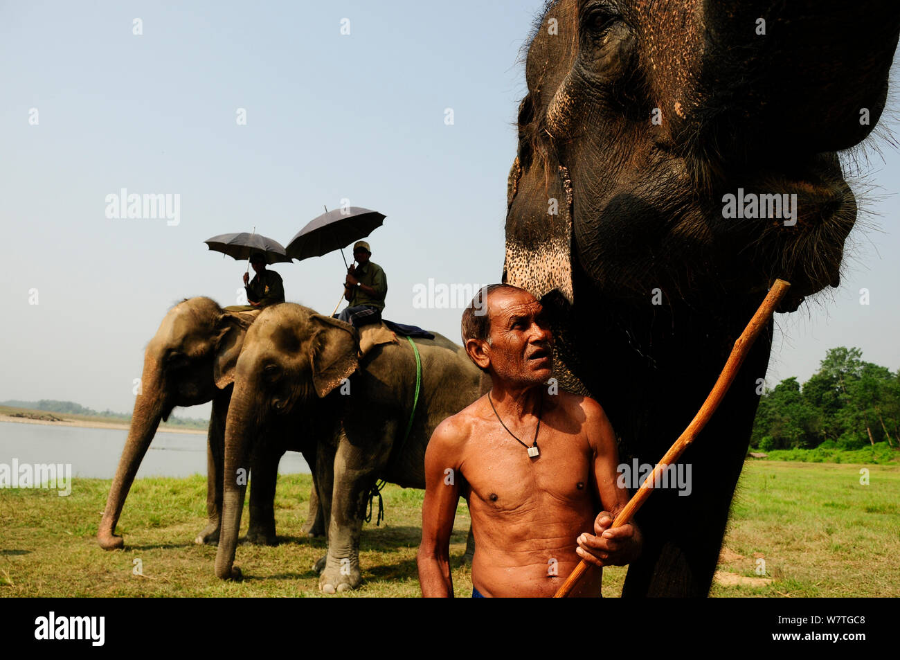 El elefante asiático (Elephas interno maximas) utilizado para safaris de equitación con sus guardianes, el Real Parque Nacional de Chitwan, Nepal. Foto de stock