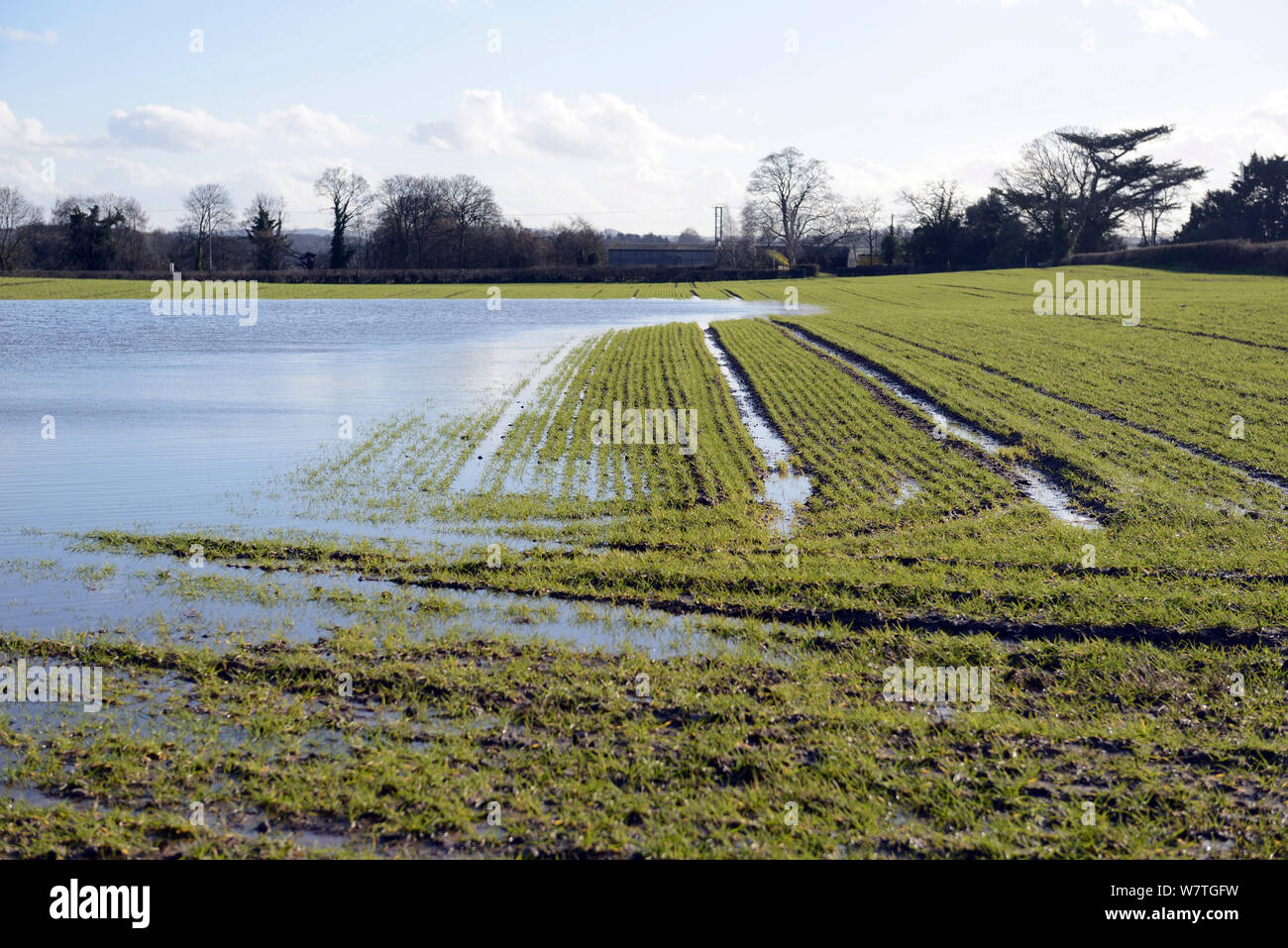 Las aguas de la inundación en el campo de labranza con trigo de invierno, Herefordshire, Inglaterra, Reino Unido, 11 de febrero de 2014. Foto de stock