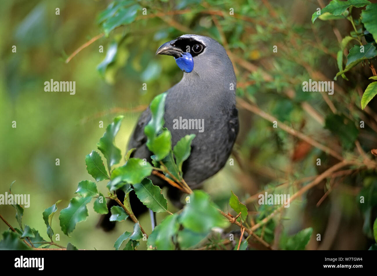 La Isla del Norte (Kokako Callaeas cinerea wilsoni) Centro de Cría de Otorohanga, Nueva Zelanda. Foto de stock
