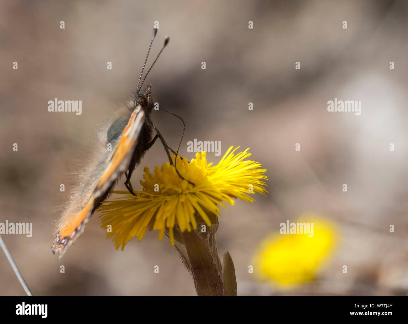 Small Tortoiseshell butterfly (Aglais urticae) alimentación y tomar el sol, el centro de Finlandia, en abril. Foto de stock