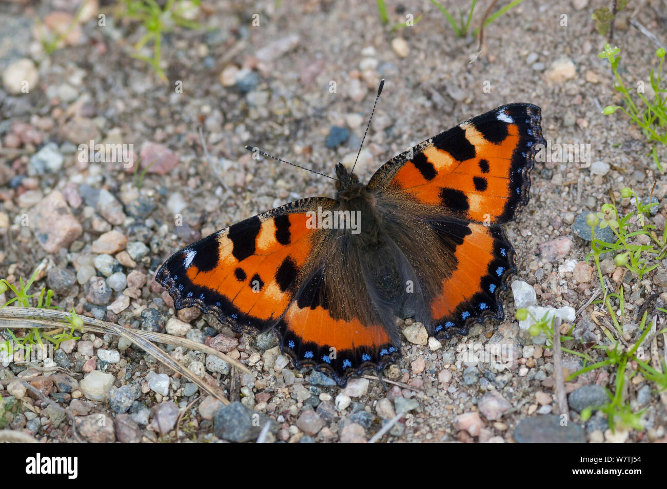 Small Tortoiseshell butterfly (Aglais urticae) sobre el suelo, Jyväskylä, Finlandia Foto de stock