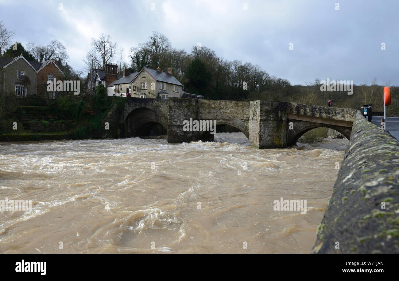 Río teme en torrente que fluye por debajo de puente de Ludford, Ludlow, Shropshire, Inglaterra, Reino Unido, 15 de febrero de 2014. Foto de stock