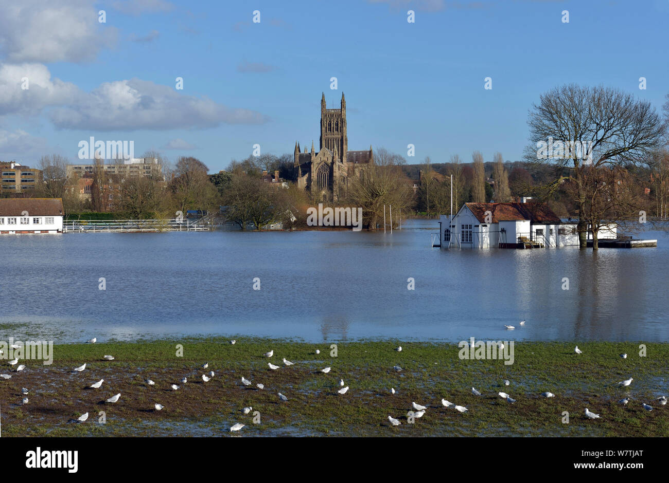 Las gaviotas reidoras (Chroicocephalus ridibundus) en el terreno deportivo inundadas, Catedral de Worcester, Worcestershire, Inglaterra, Reino Unido, 16 de febrero de 2014. Foto de stock