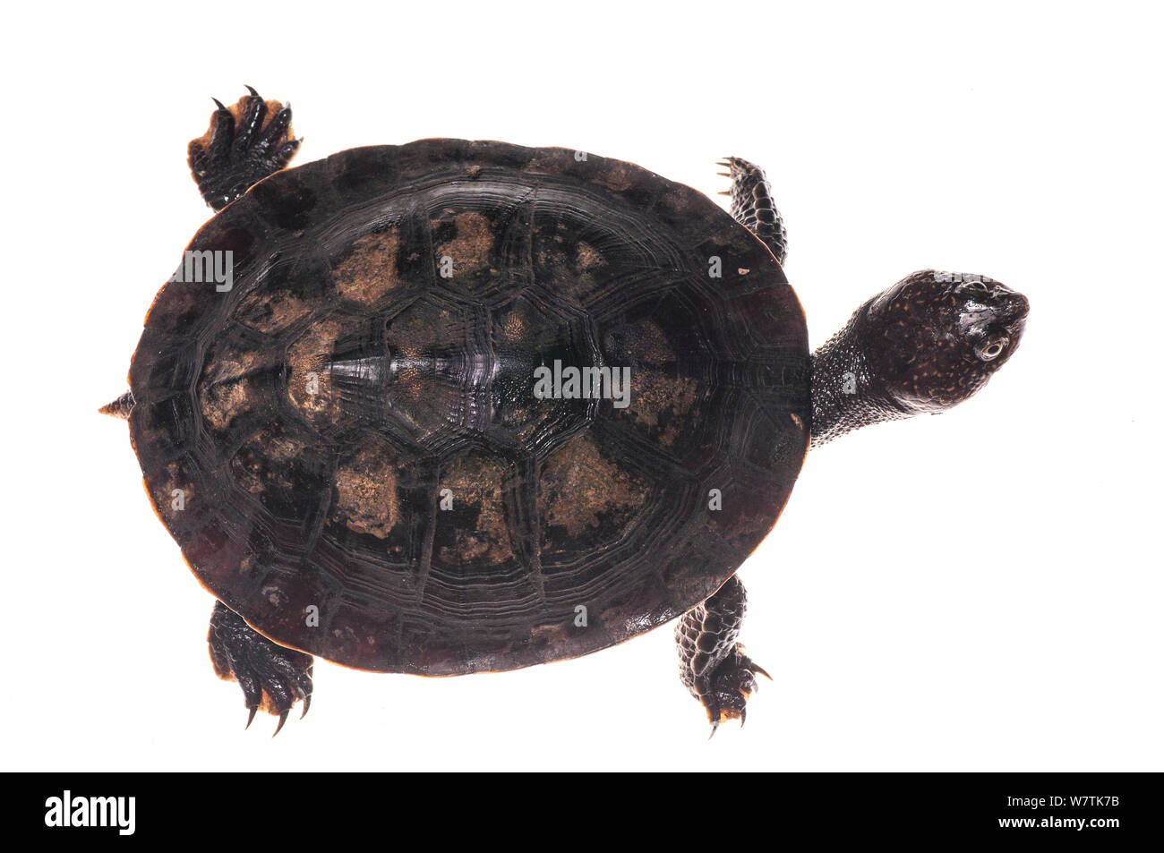 Tortuga (Phrynops gibbus Gibbus) Montañas Kanuku, Guyana. Proyecto Meetyourneighbors.net Foto de stock