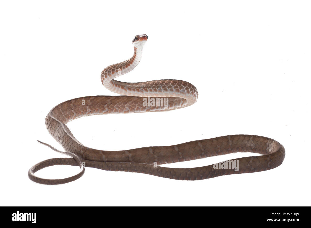Brown sipo snake (Chironius fuscus) Parbara, Guyana. Proyecto Meetyourneighbors.net Foto de stock