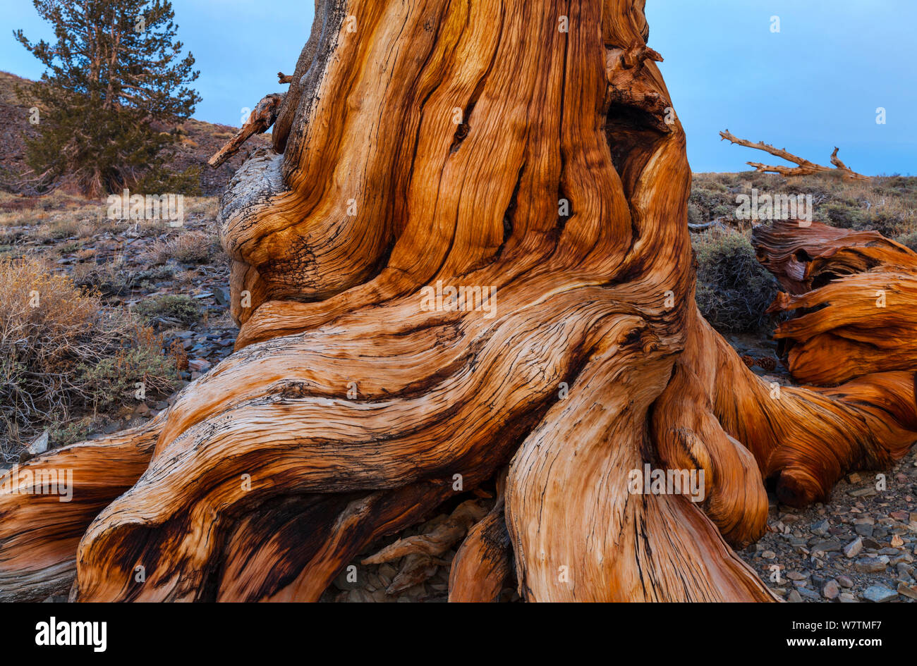 Great Basin Bristlecone Pine (Pinus longaeva) raíces del árbol antiguo, Inyo National Forest, White Mountains, California, EE.UU., marzo. Foto de stock