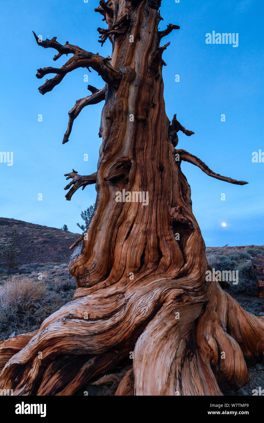 Great Basin Bristlecone Pine (Pinus longaeva) antiguo árbol, Bosque Nacional Inyo, White Mountains, California, EE.UU., marzo. Foto de stock
