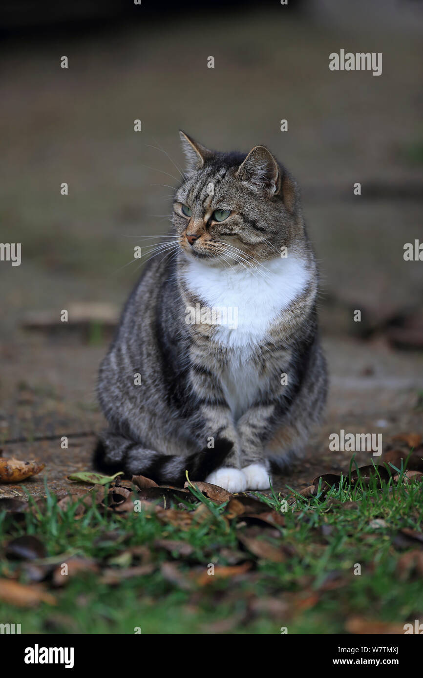 Gato doméstico (Felix catus) en Norfolk, Inglaterra, Reino Unido, Octubre. Foto de stock