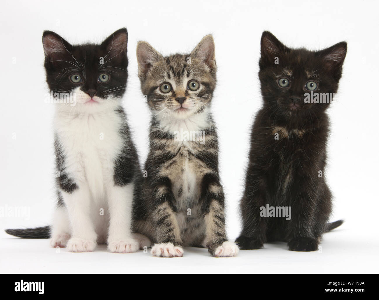 Три кошки. Четыре котенка. Фотографии тут 3 кошки были. У нее 3 кошки. У нее 3 кошки.