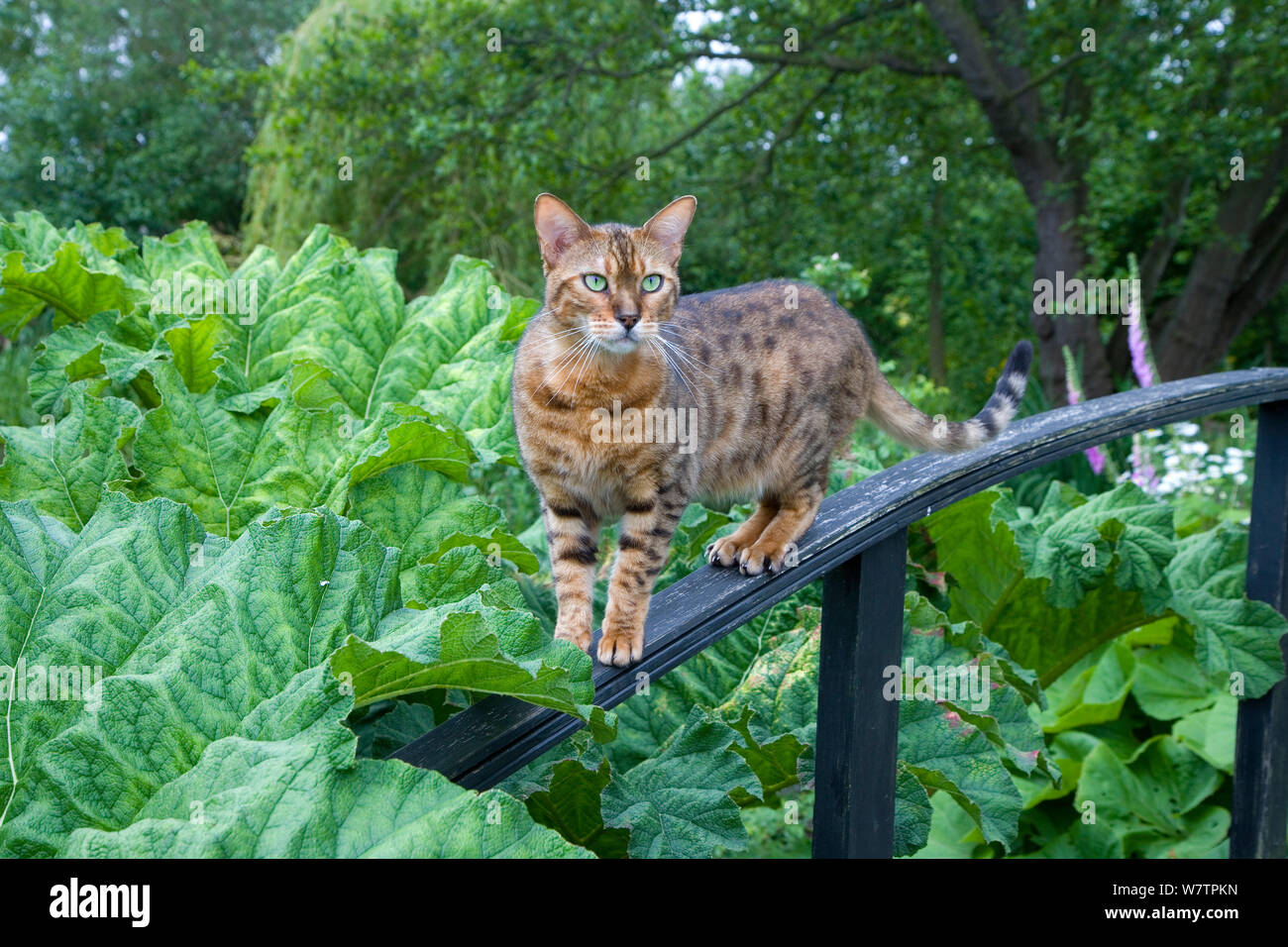 Gato atigrado pararse en la baranda de madera en el jardín, Reino Unido, junio. Foto de stock