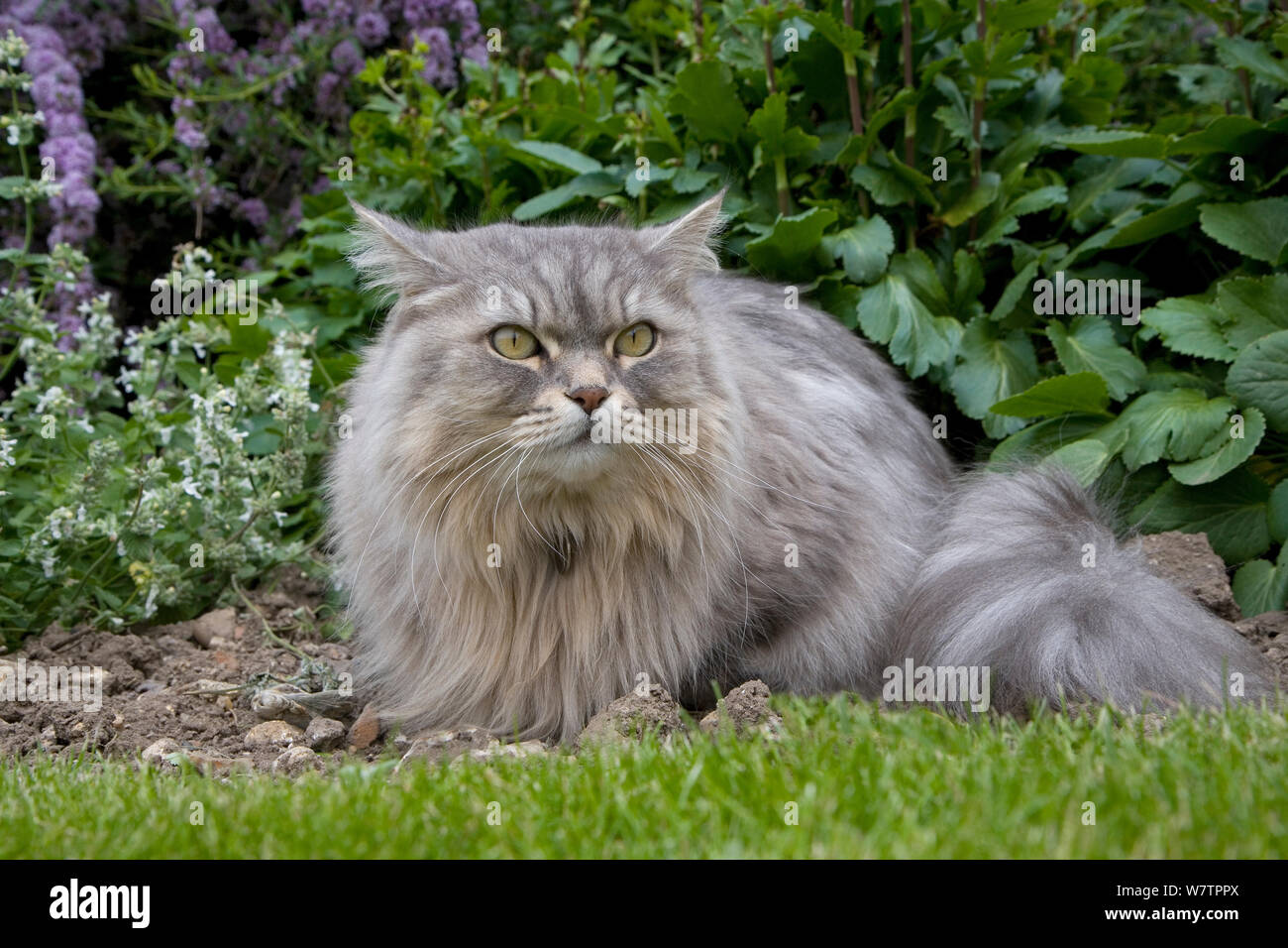 El persa gato sentado en el jardín, retrato, en junio. Foto de stock
