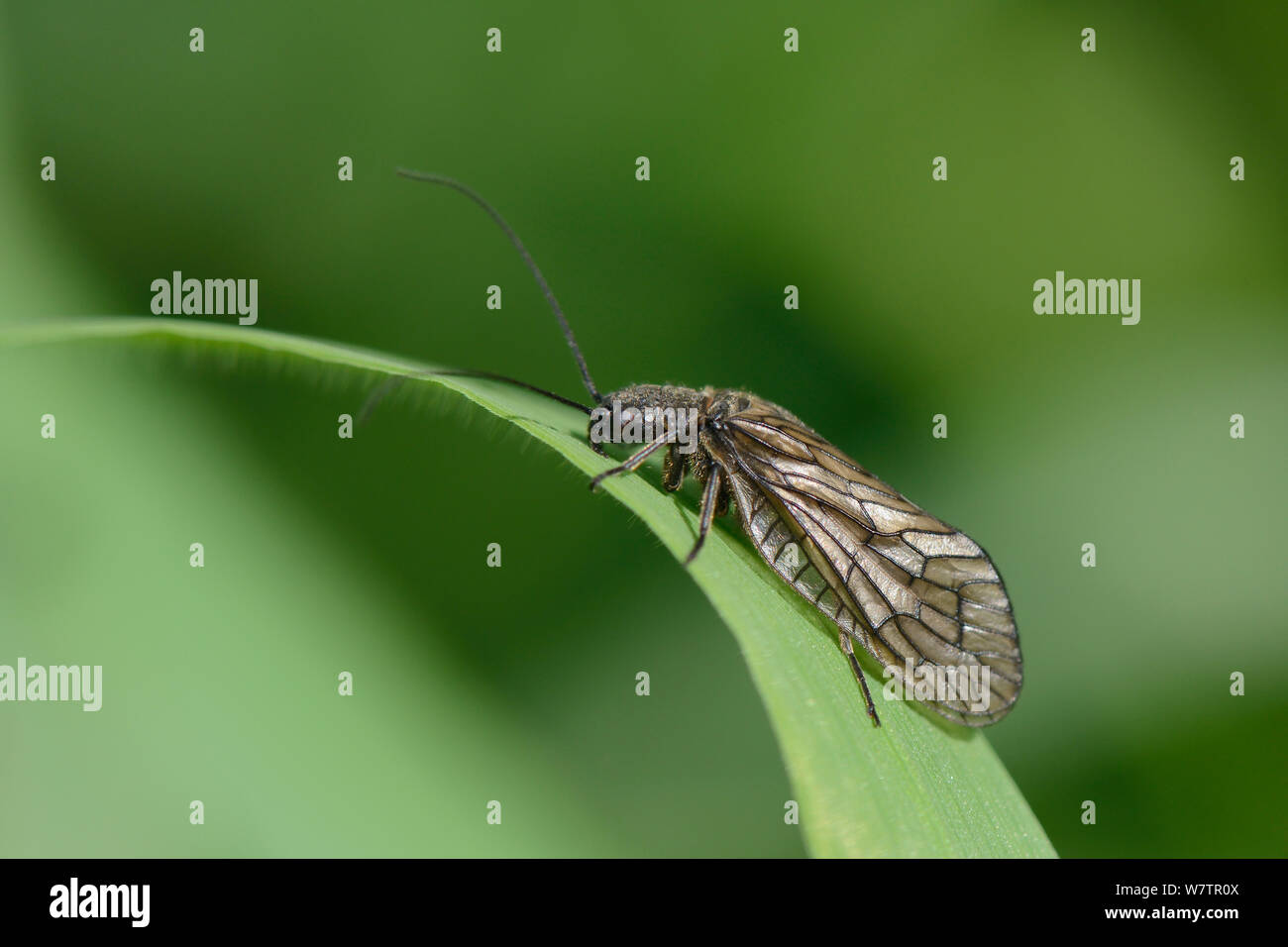 Aliso (mosca Sialis sp.) descansando sobre una hoja de hierba lacustre, Wiltshire, REINO UNIDO, Mayo. Foto de stock