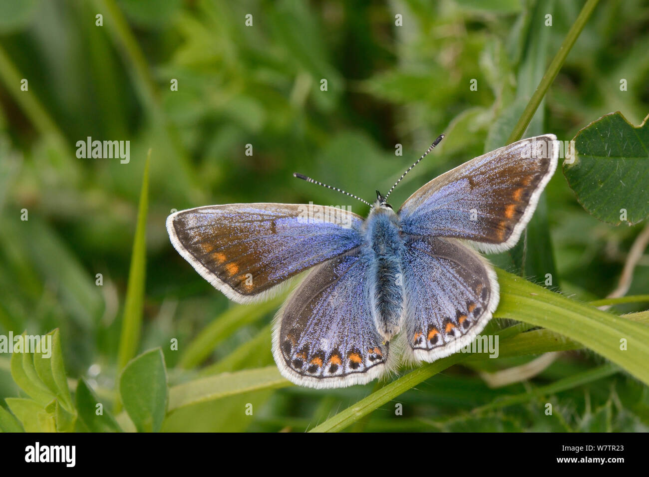 Hembra mariposa azul común (Polyommatus icarus) del sol en una hoja de hierba en una pradera pradera, Wiltshire, Reino Unido, junio. Foto de stock