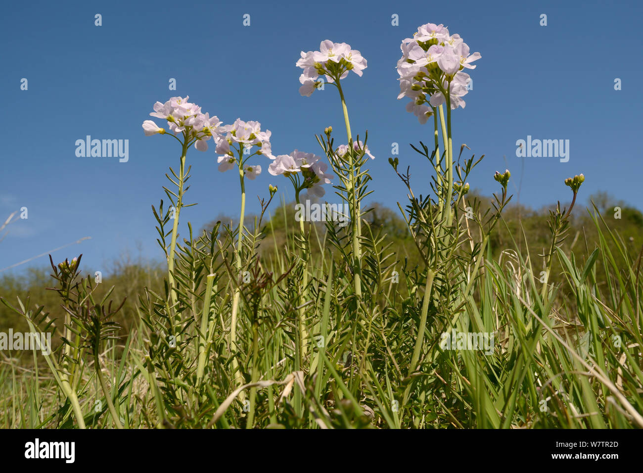 Ángulo de visión baja de un ramo de flores de cuco / Lady's smock (Cardamine pratensis) floración en un prado húmedo, Wiltshire, REINO UNIDO, Mayo. Foto de stock