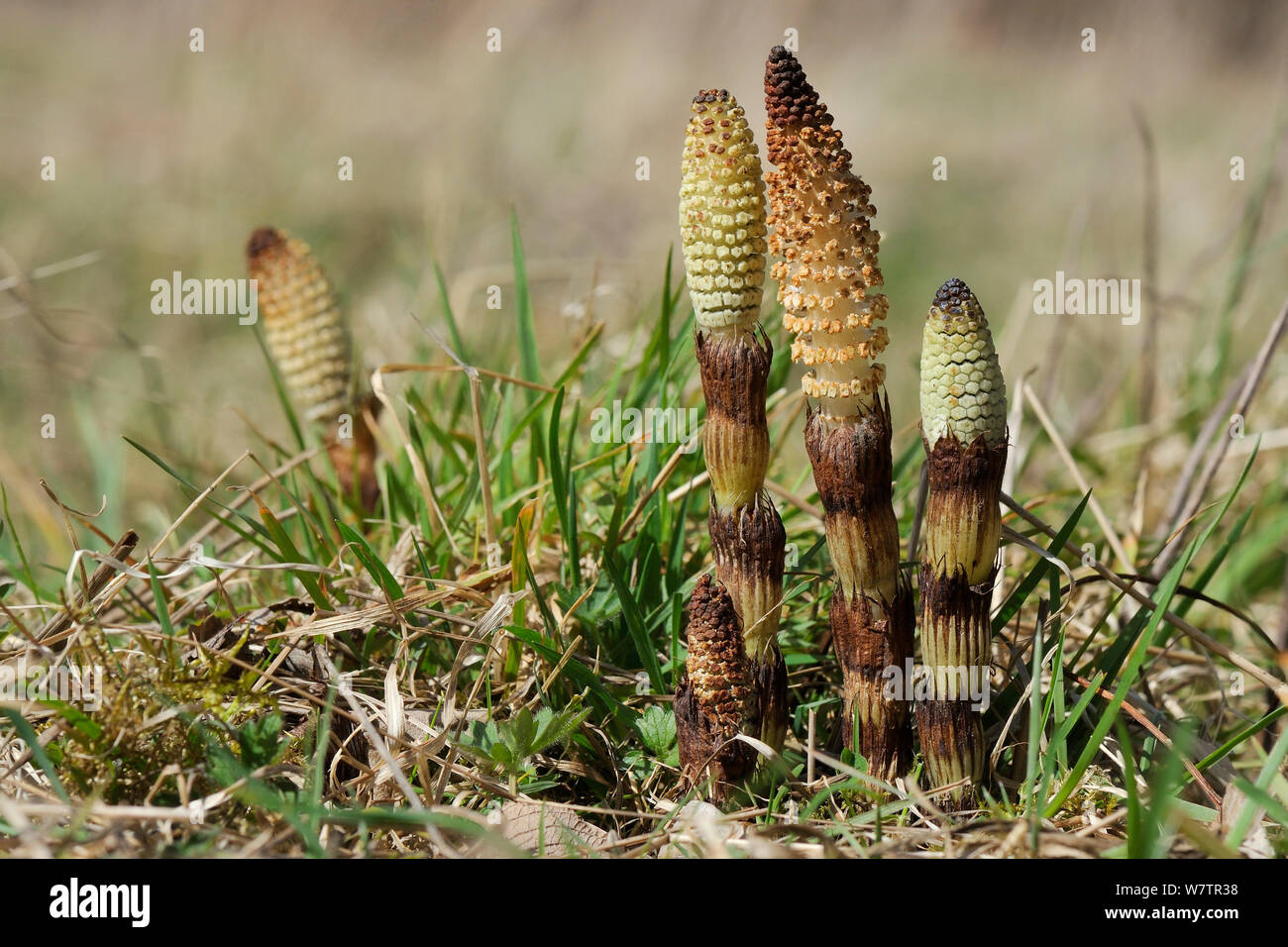 Conos de esporas de gran Equiseto o cola de caballo (Equisteum amerging telmateia) de tierra pantanosa alrededor de un estanque, Wiltshire, REINO UNIDO, Abril. Foto de stock