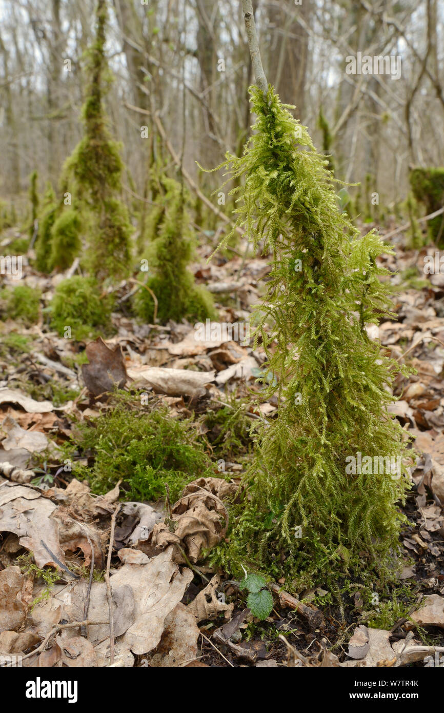 Áspero-acechados Feather-MOSS (Brachythecium rutabulum) crecen árboles jóvenes en bosques húmedos, bosques inferiores, Gloucestershire, Reino Unido, marzo. Foto de stock