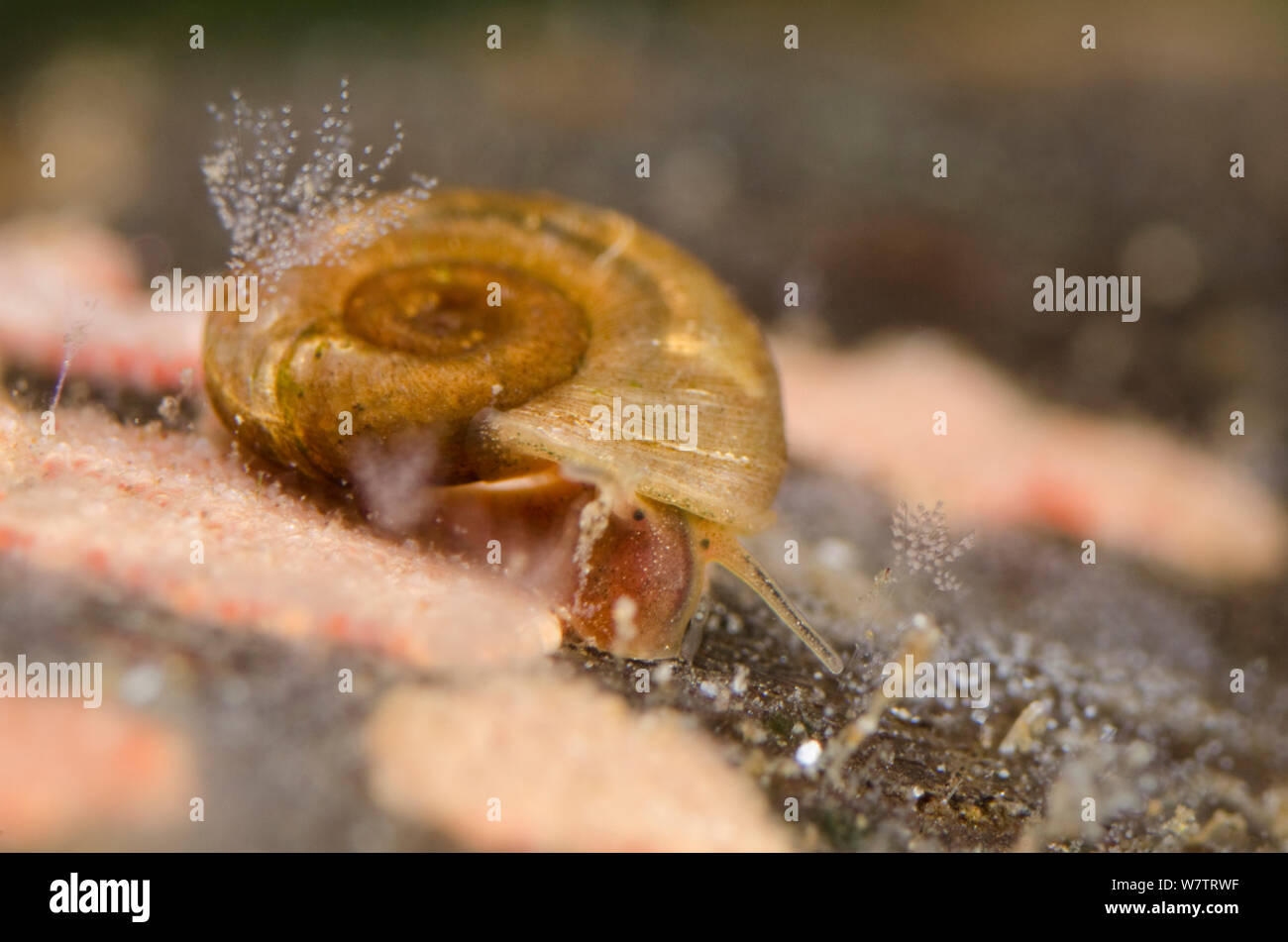 Caracoles de agua dulce (Planorbidae) rastreo entre colonias de ciliados (Carchesium) Europa, Julio, condiciones controladas Foto de stock