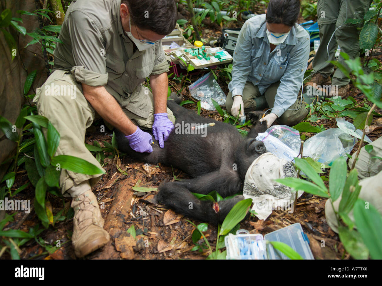 "Blackback' Gorila Occidental (Gorilla gorilla) 'Ngobo' anestesiados por equipo veterinario a fin de quitar el alambre trampa de muñeca. Mongambe, Parque Nacional Dzanga-Ndoki, República Centroafricana, junio de 2012. Modelo liberado. Foto de stock