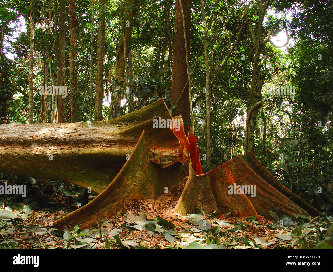 Selva africana de minas - talan árboles de maderas duras de explotación maderera. Al sur del Parque Nacional, Mbomo Odzala-Kokoua, República del Congo, mayo de 2005. Foto de stock
