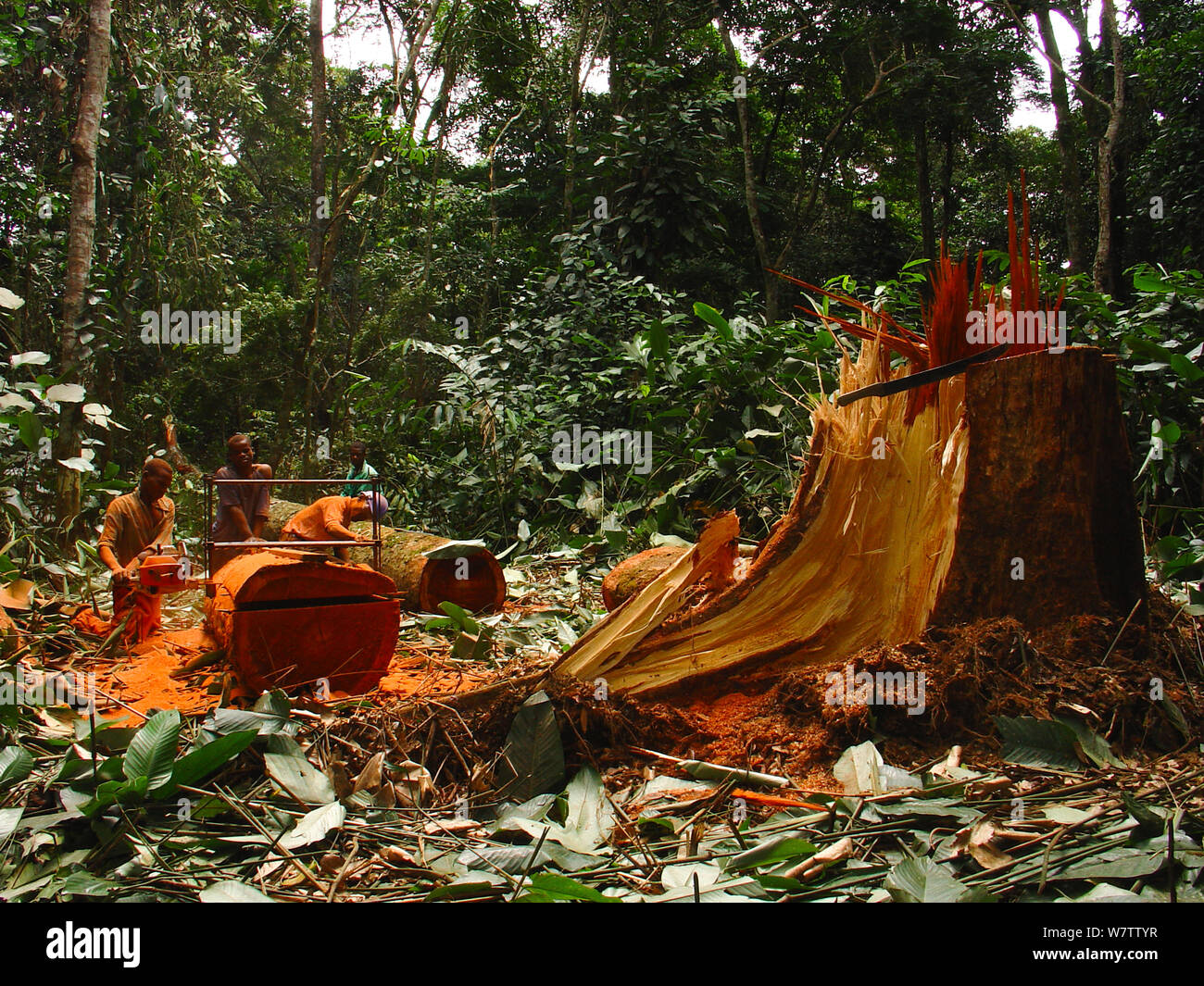 Selva africana de minas, hombres serrar troncos de árboles de madera dura para hacer tablones. Al sur del Parque Nacional, Mbomo Odzala-Kokoua, República del Congo, mayo de 2005. Foto de stock