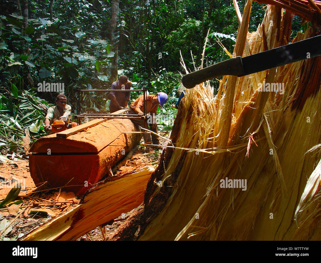 Selva africana de minas - hombres serrar troncos de árboles de madera dura para hacer tablones. Al sur del Parque Nacional, Mbomo Odzala-Kokoua, República del Congo, mayo de 2005. Foto de stock
