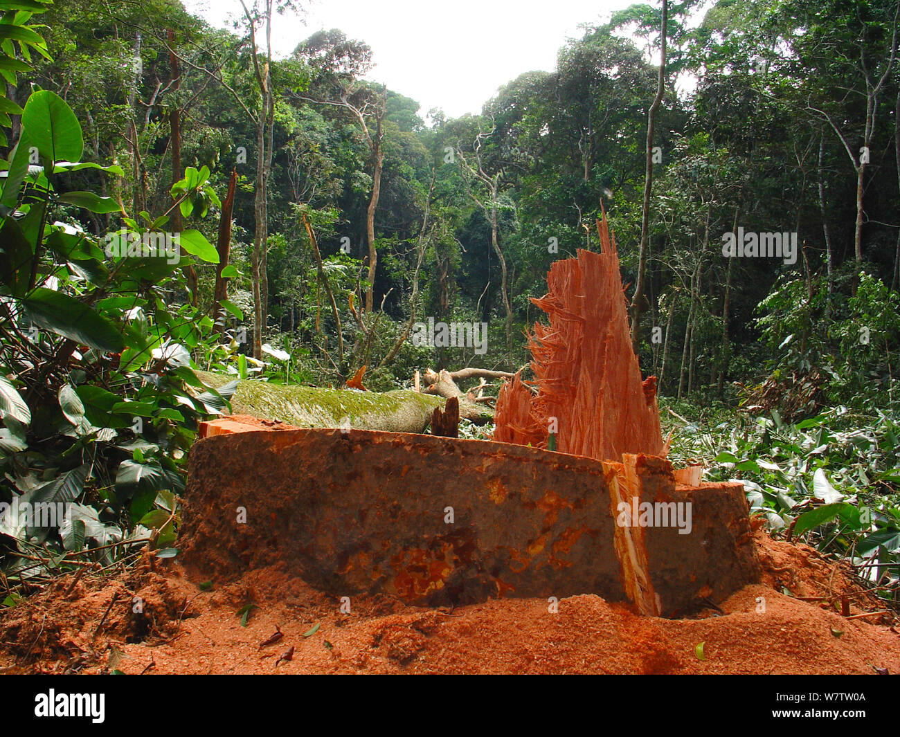 Selva africana holgura para hacer la manera para campos agrícolas, al sur de Mbomo, Odzala-Kokoua National Park, República del Congo, mayo de 2005. Foto de stock