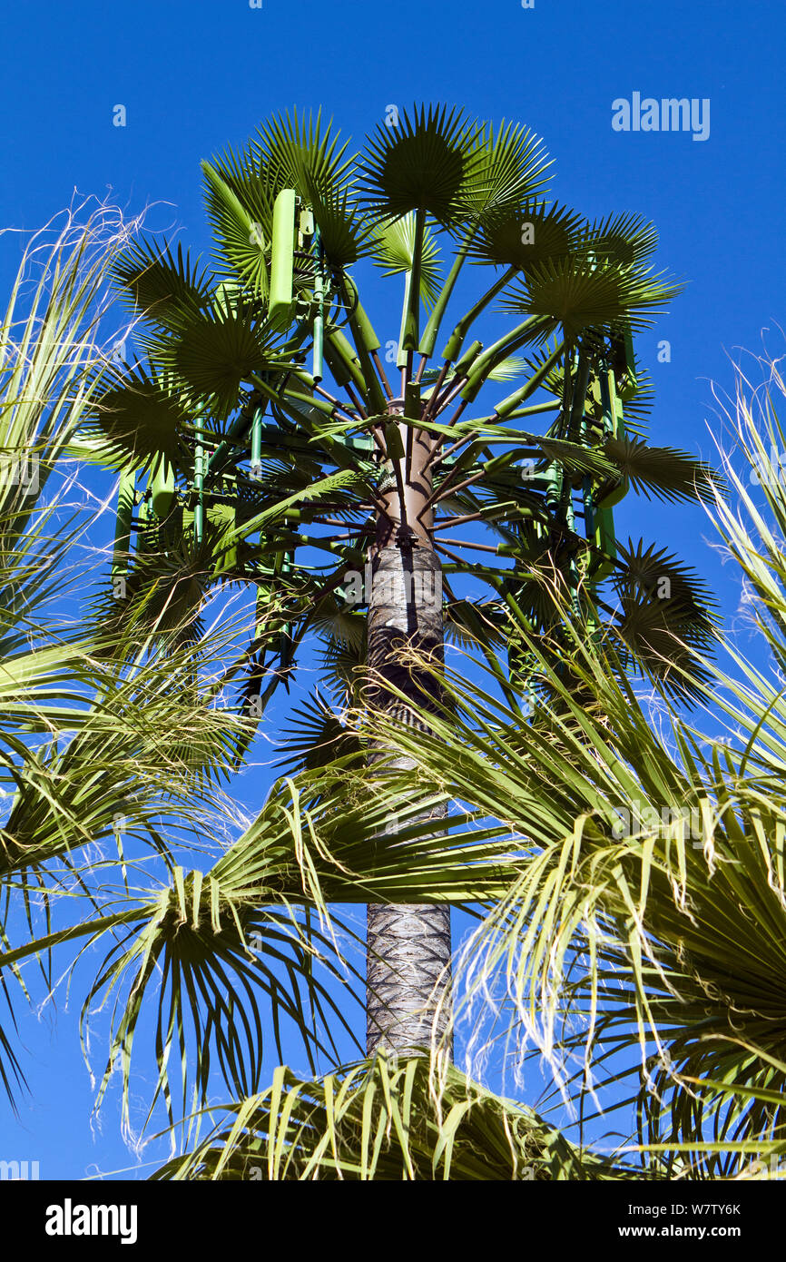 Phonemast disfrazado de palmera, Palm Springs, California, EE.UU., Junio de 2012. Foto de stock