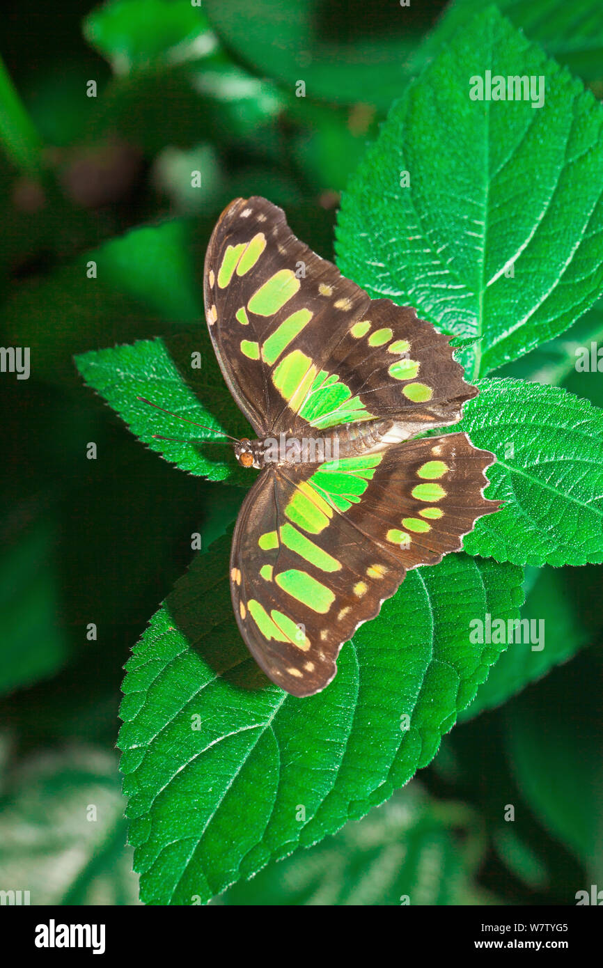Butterfly (Siproeta stelenes Malaquita) cautivo, nativa de América del Norte de Brasil. Foto de stock