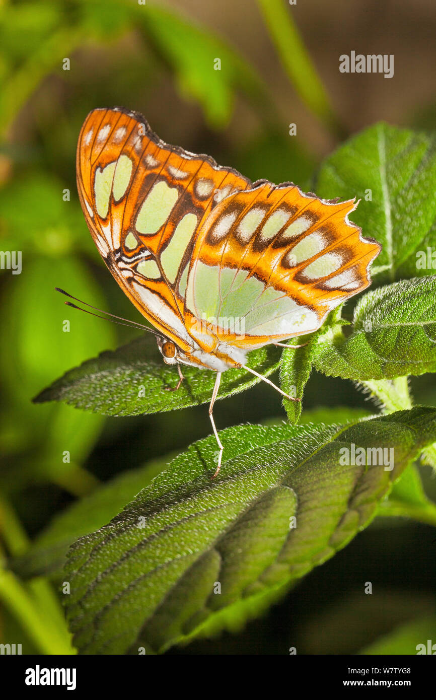 Butterfly (Siproeta stelenes Malaquita) cautivo, nativa de América del Norte a Brasil, Foto de stock
