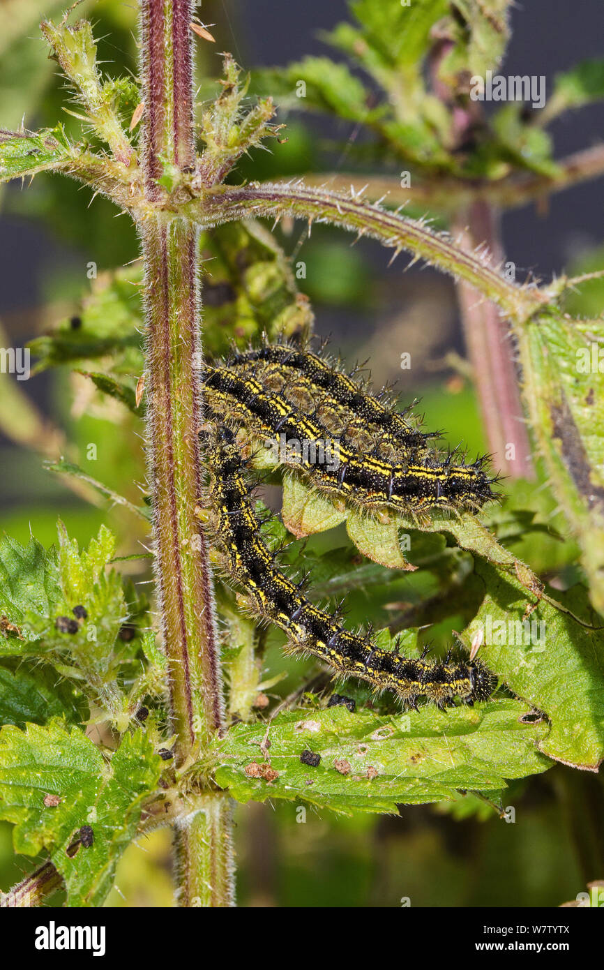 Small tortoiseshell butterfly (Aglais urticae) orugas de ortiga, Ladywell Campos, Lewisham, REINO UNIDO, Julio. Foto de stock