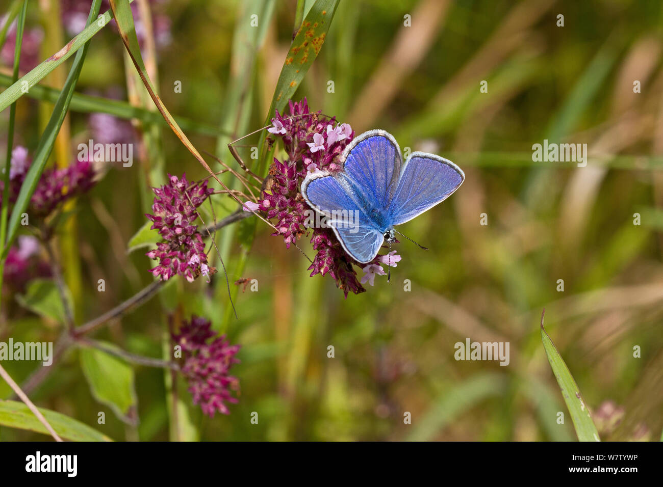 Macho azul común (mariposa Polyommatus icarus) alimentándose de mejorana salvaje, Hutchinson's Bank, New Addington, REINO UNIDO, Agosto. Foto de stock