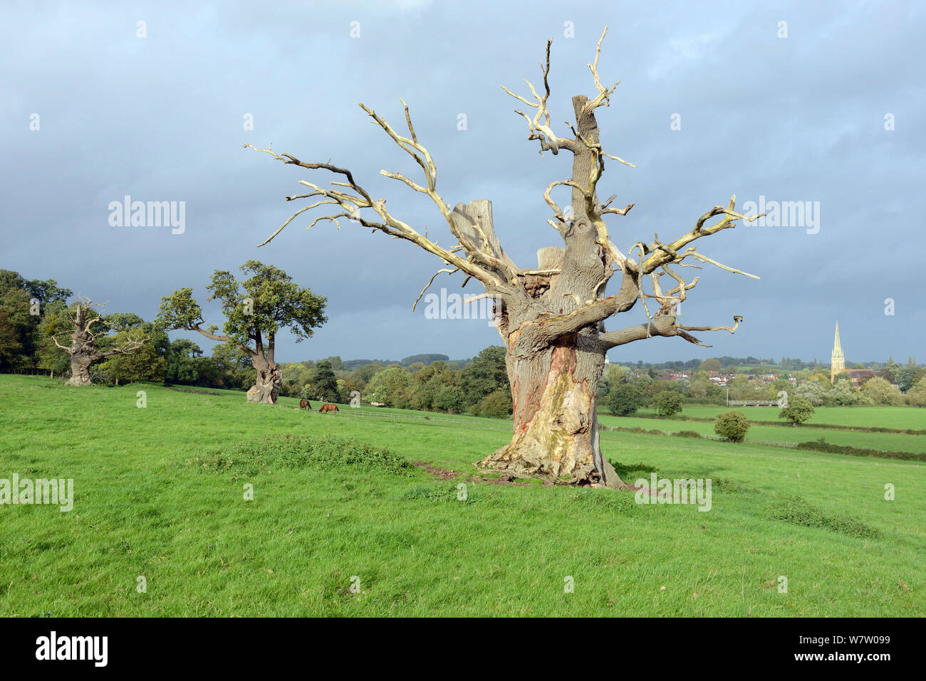 Veterano muerto el roble (Quercus robur), con corteza dañada por caballo, Upton-upton-Severn, Worcestershire, Inglaterra, Reino Unido, Octubre. Foto de stock