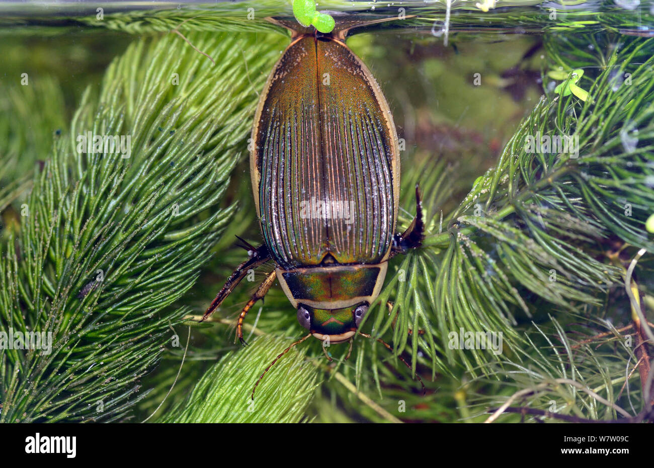 Buceo fantástico escarabajo femenino (Dytiscus circumflexus) a la superficie para respirar, UK, cautivo. Foto de stock